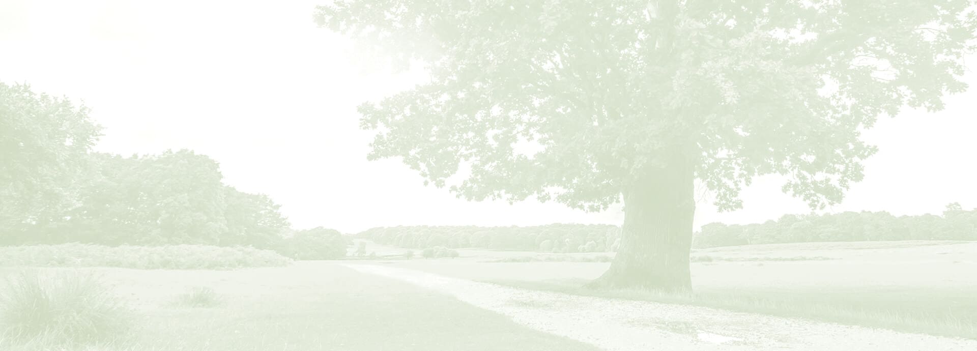 окна из Дуба